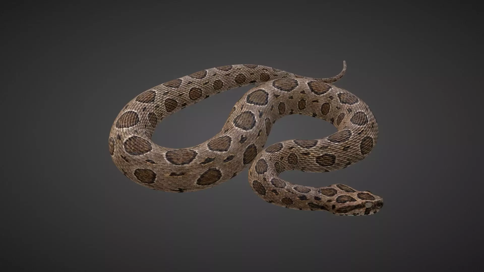Russell Viper Rigged VFX Grace 3D model_0