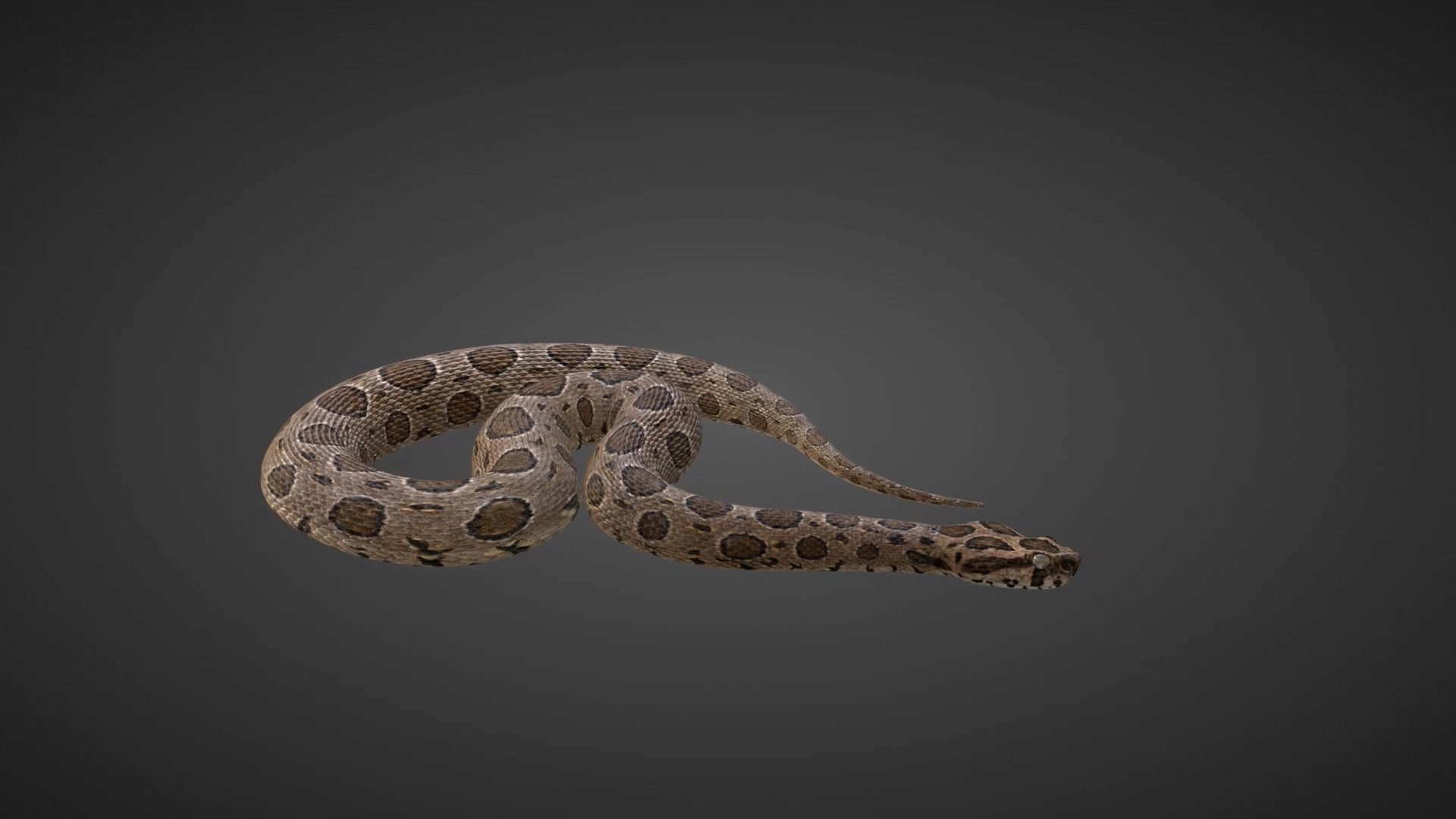 Russell Viper Rigged VFX Grace 3D model_2