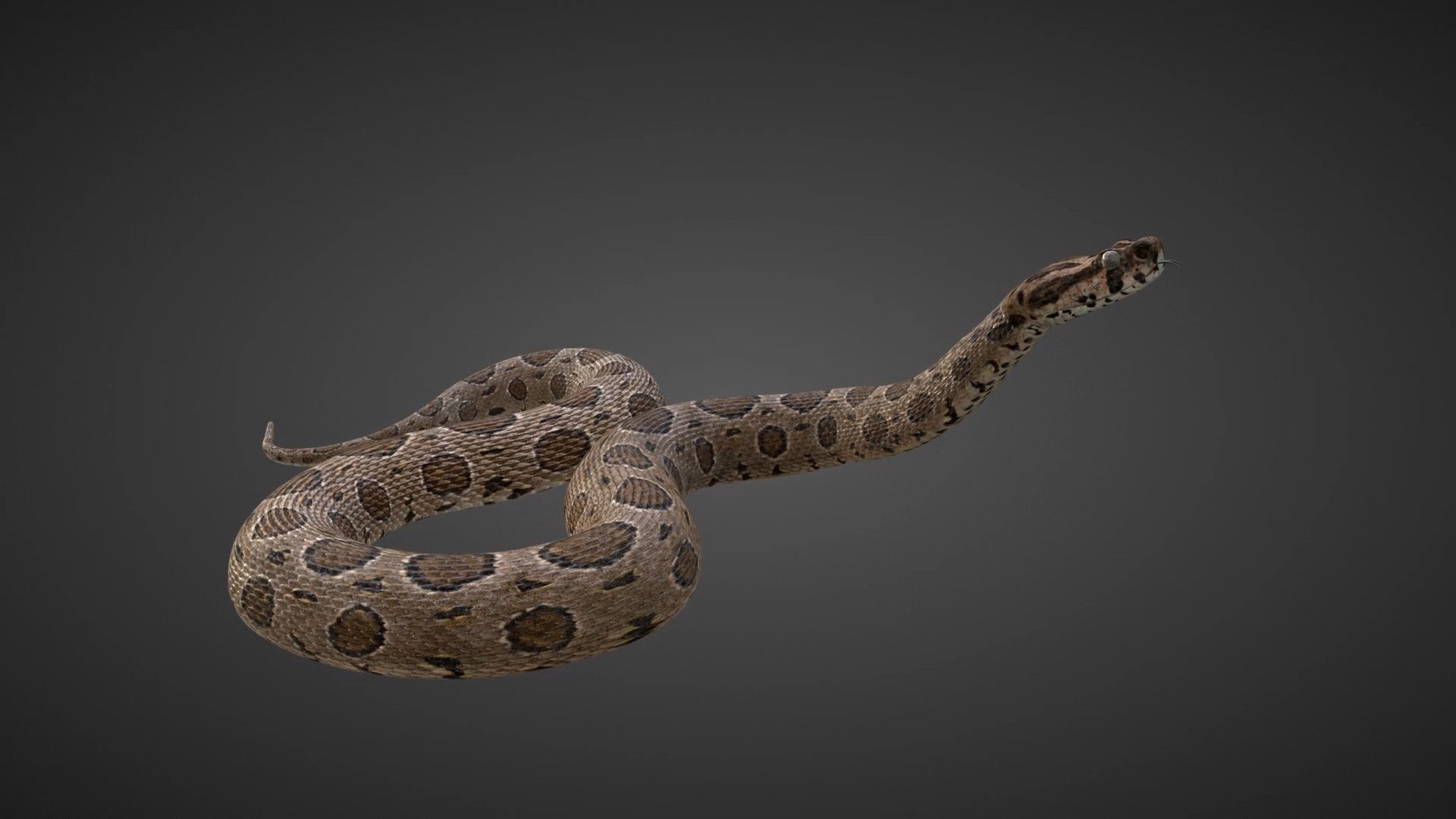 Russell Viper Rigged VFX Grace 3D model_5