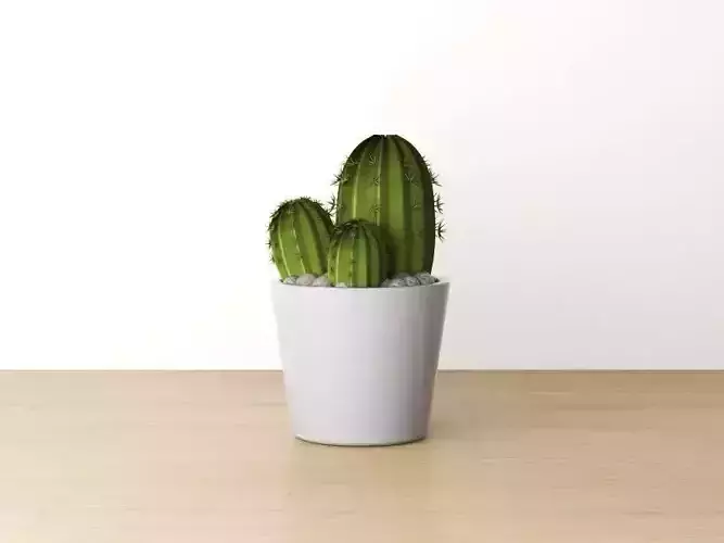 Cactus Pot 02
