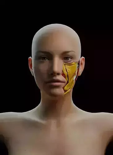 Human Head Anatomy Female