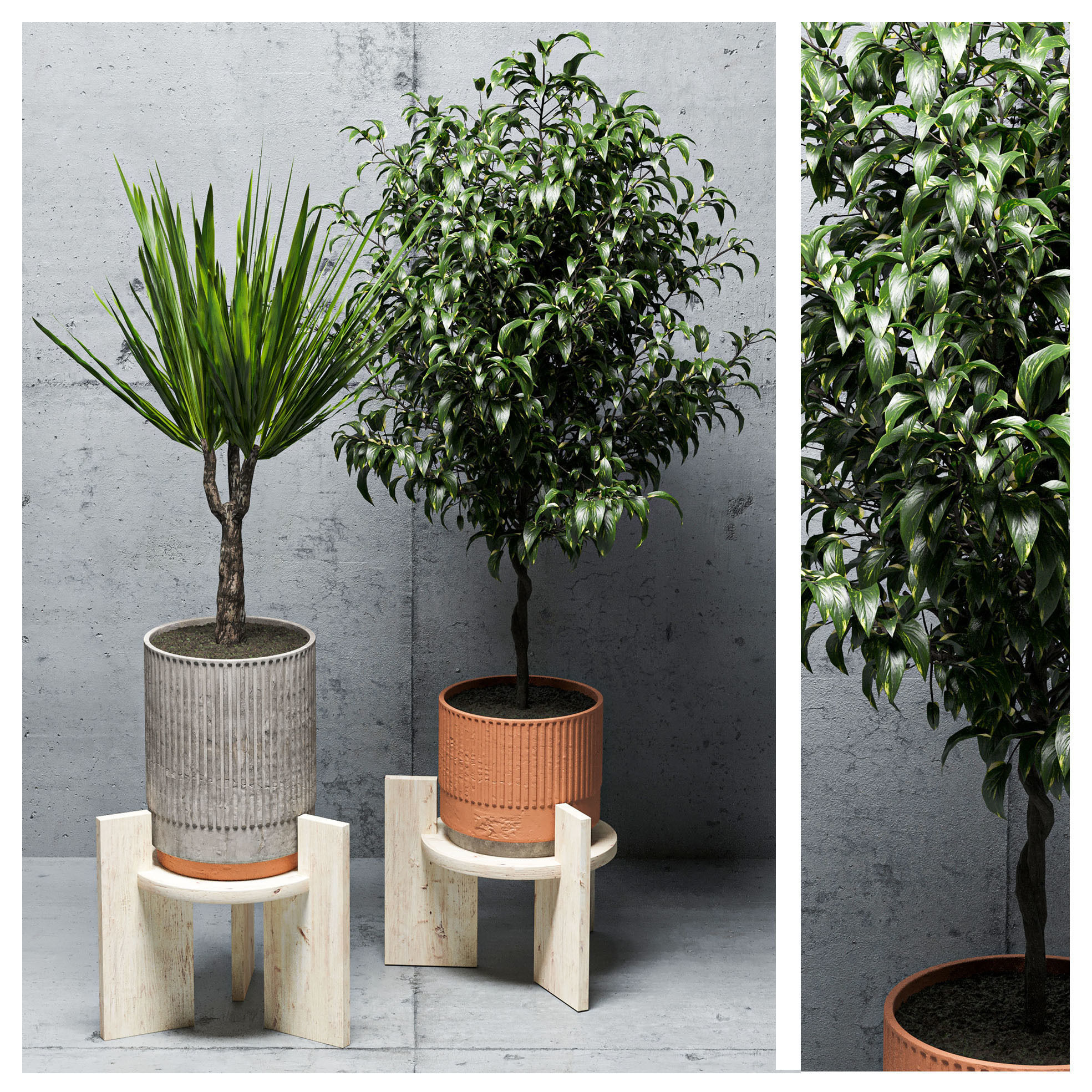 Indoor plants set-001 Low-poly 3D model_2