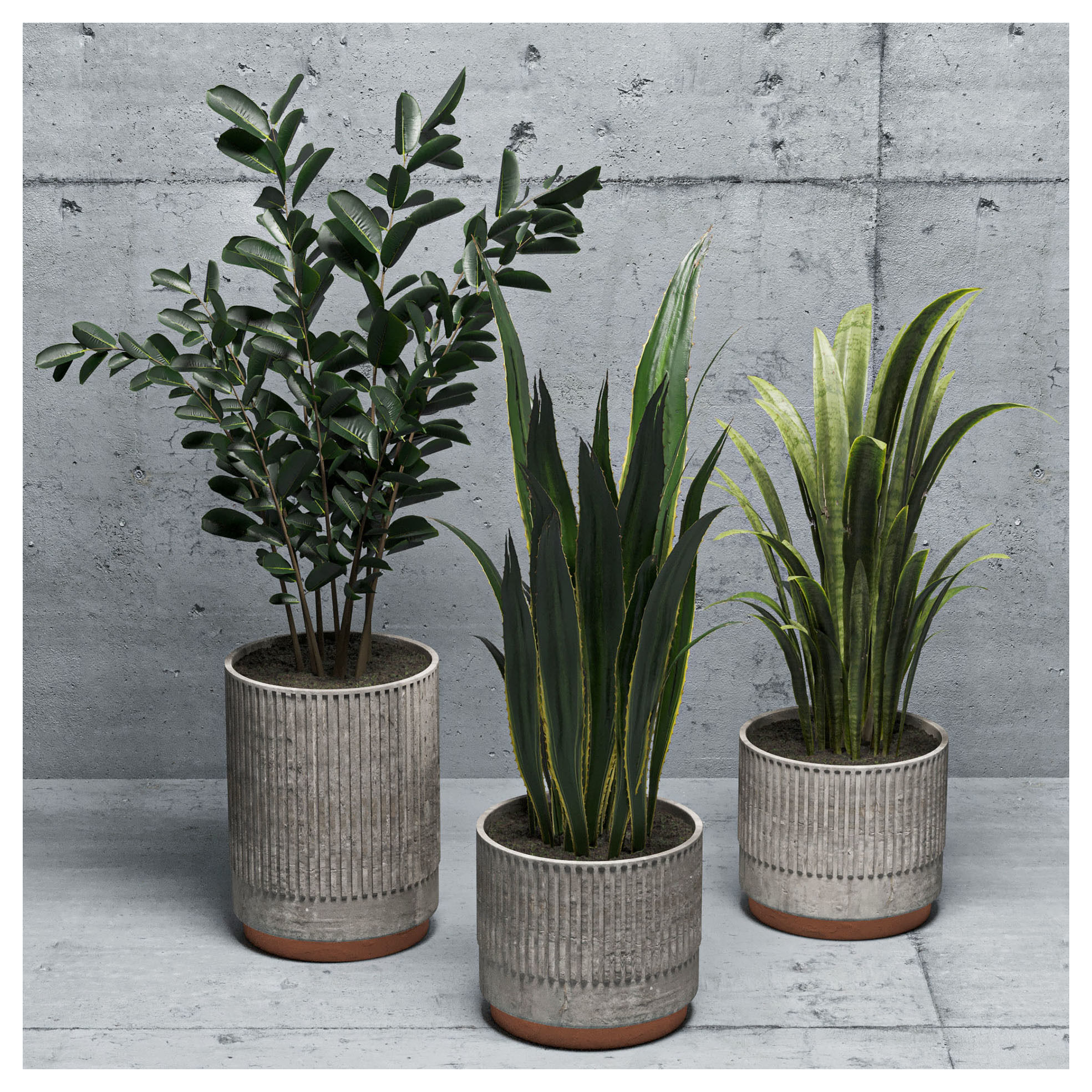 Indoor plants set-001 Low-poly 3D model_5