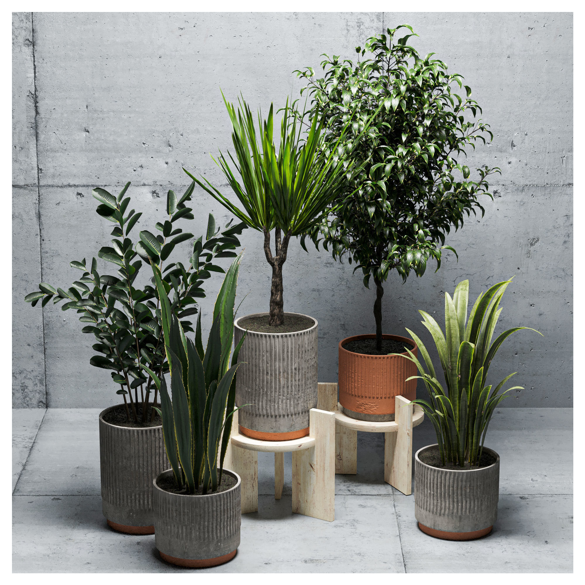 Indoor plants set-001 Low-poly 3D model_1