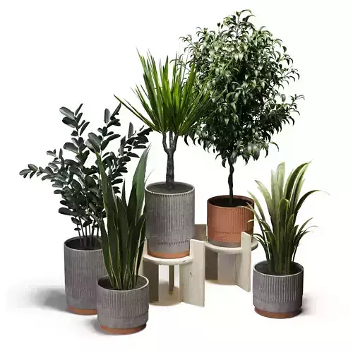 Indoor plants set-001 Low-poly 3D model