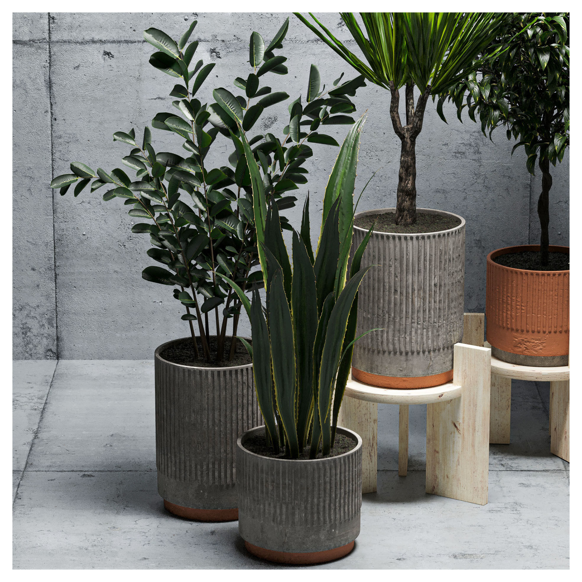 Indoor plants set-001 Low-poly 3D model_3