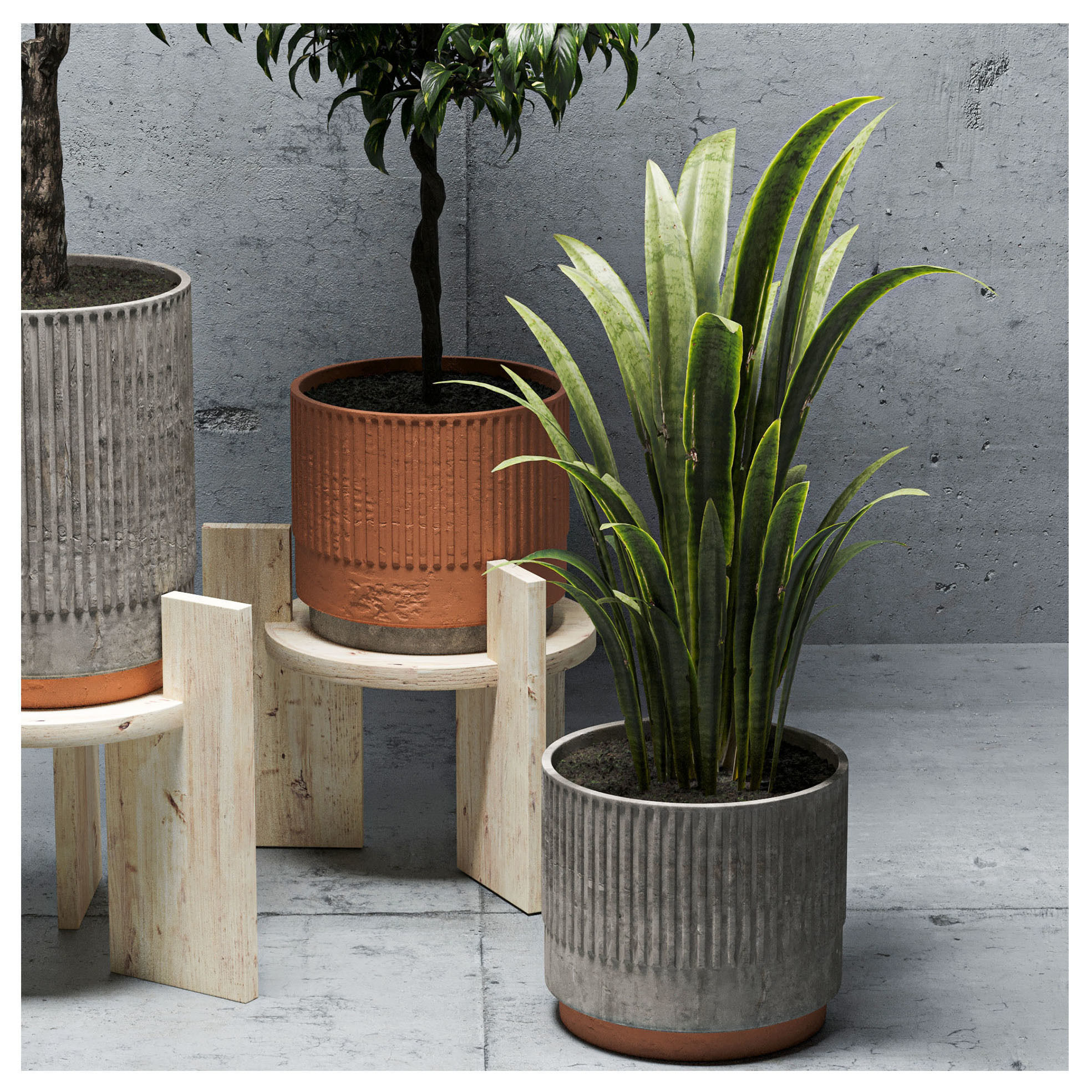 Indoor plants set-001 Low-poly 3D model_4