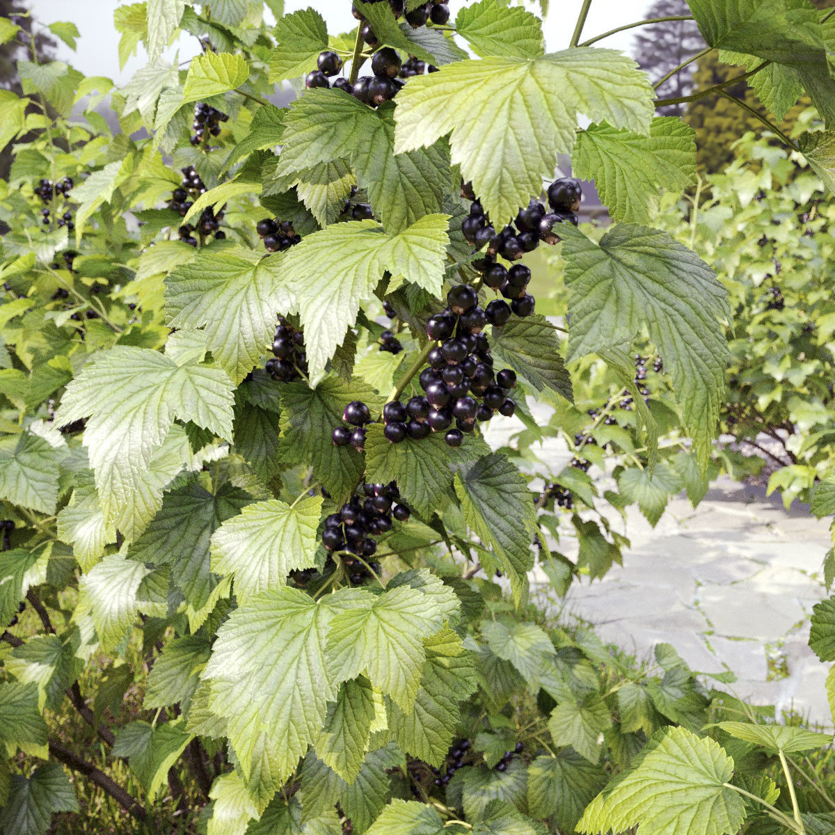 Currant bush 01 3D model_1