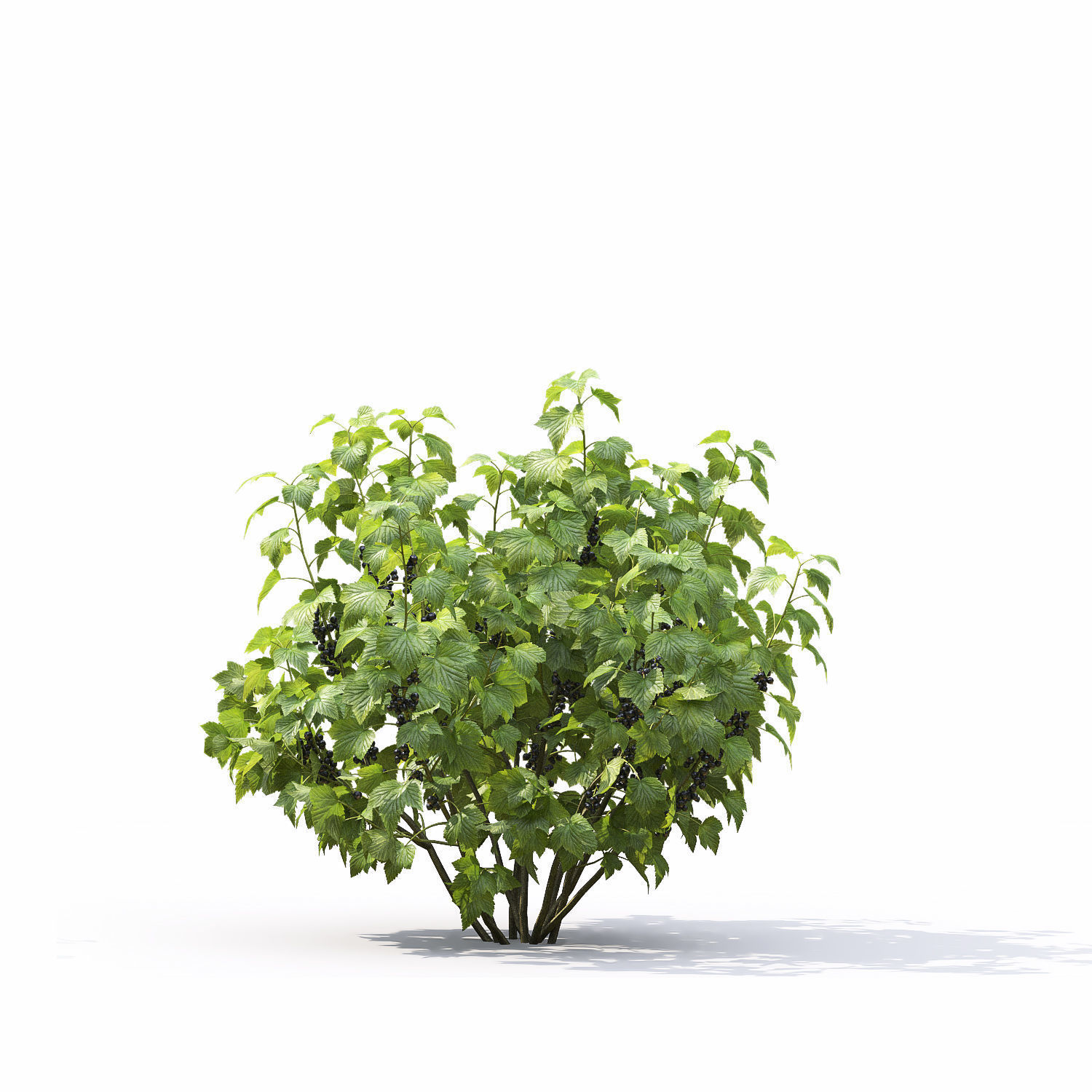 Currant bush 01 3D model_8