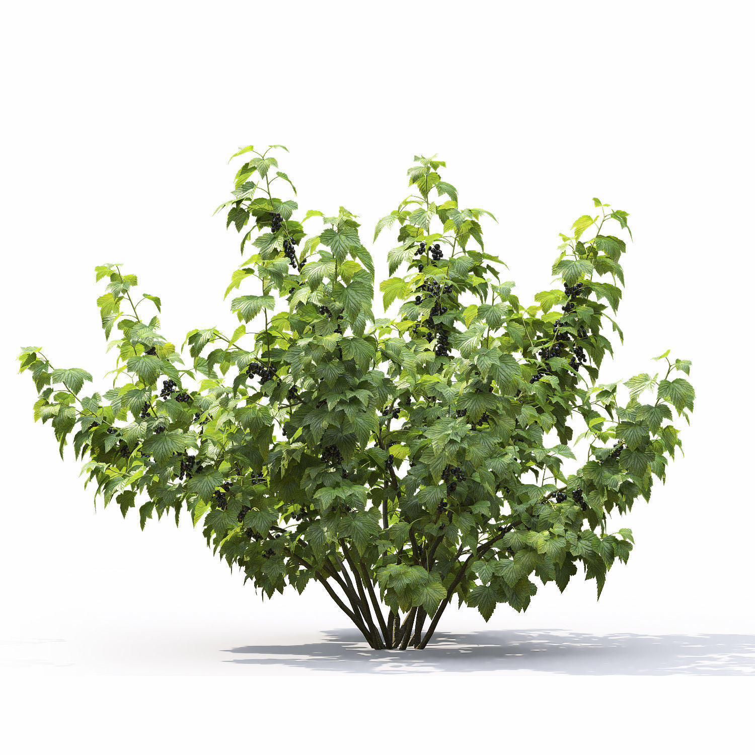 Currant bush 01 3D model_5