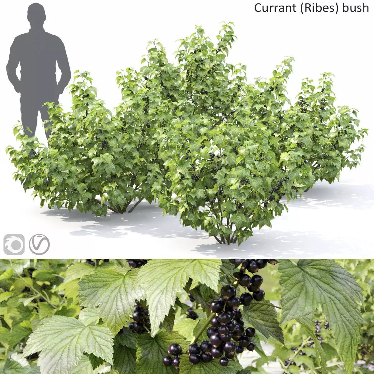 Currant bush 01 3D model_0