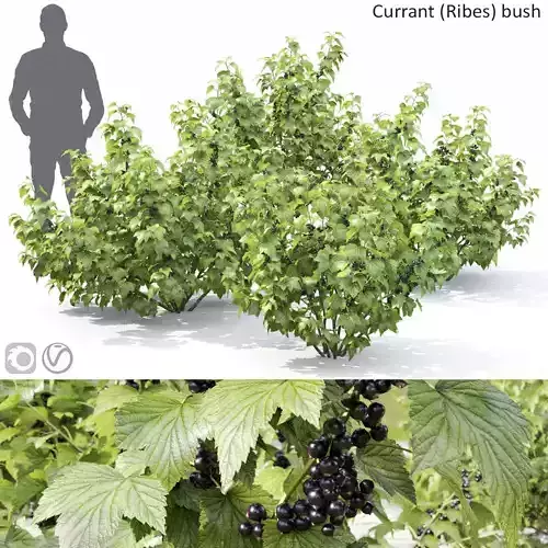 Currant bush 01 3D model