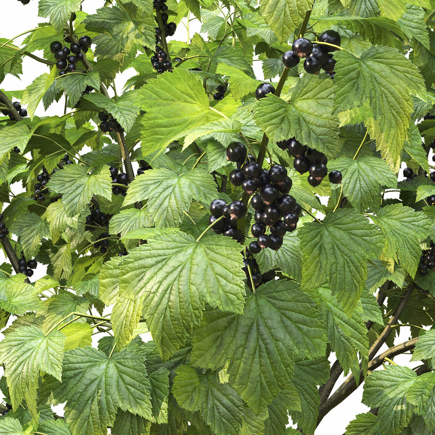 Currant bush 01 3D model_7