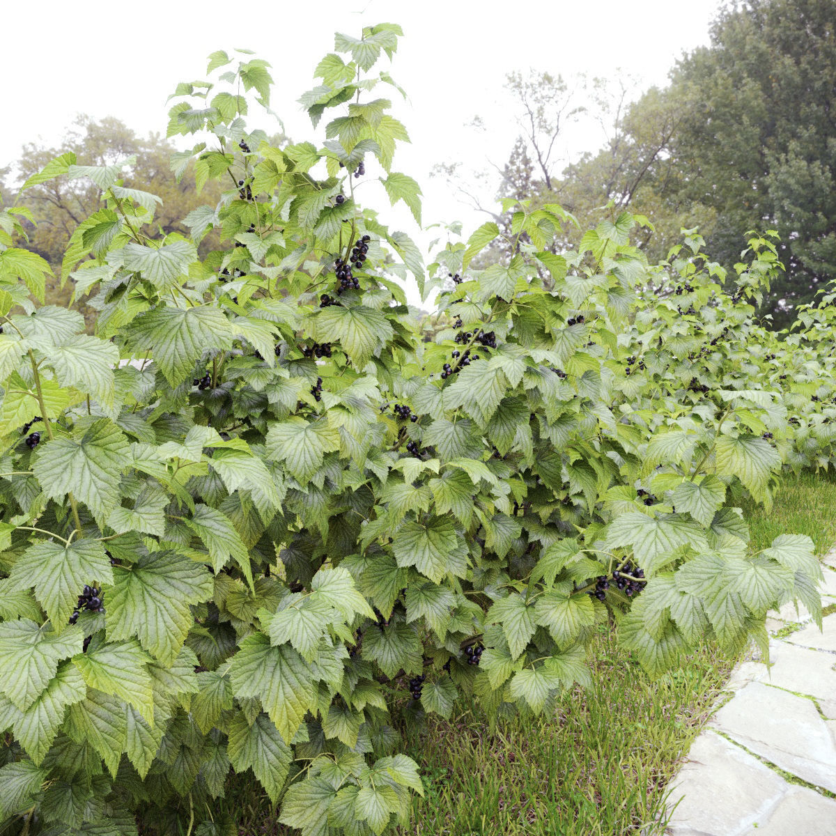 Currant bush 01 3D model_2