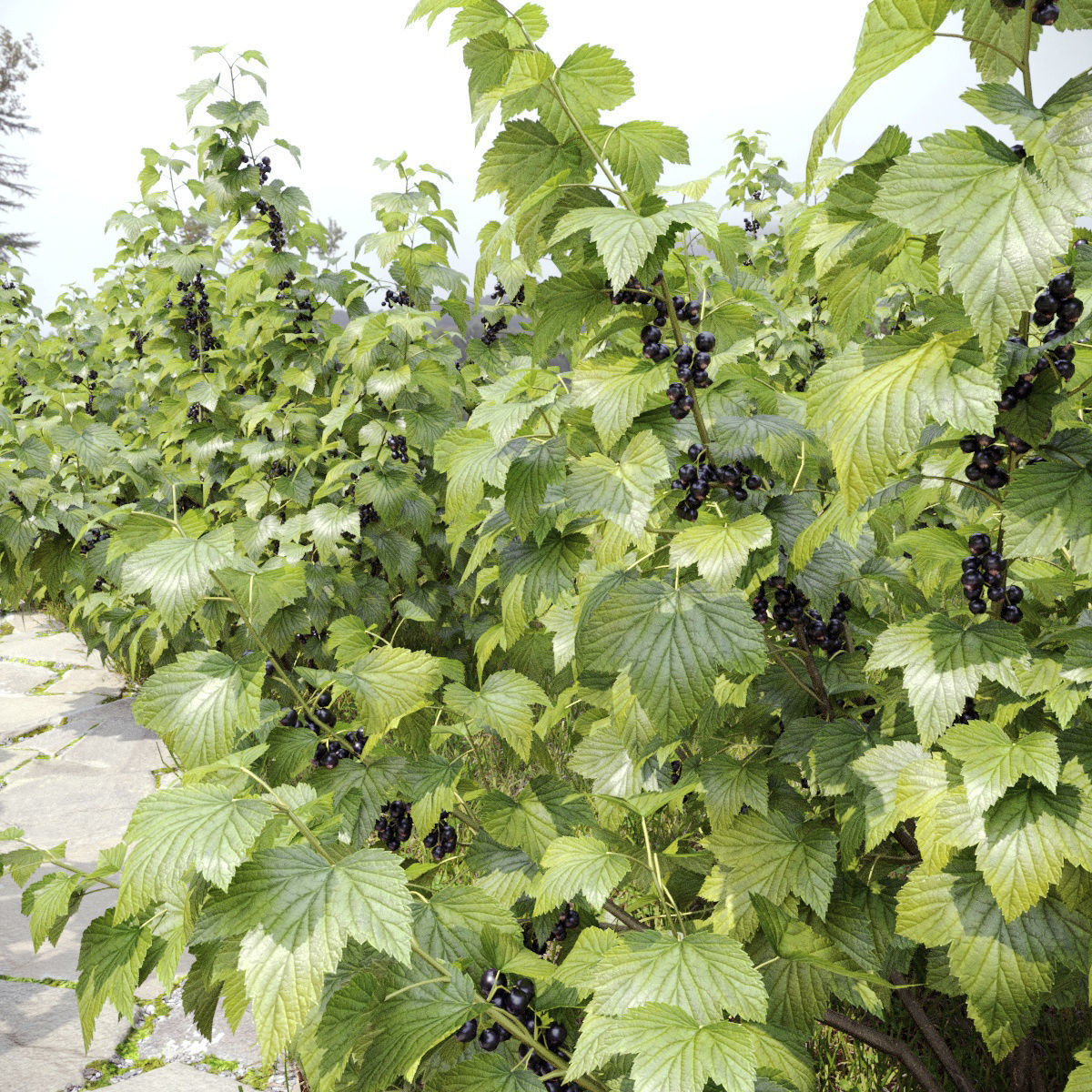 Currant bush 01 3D model_3