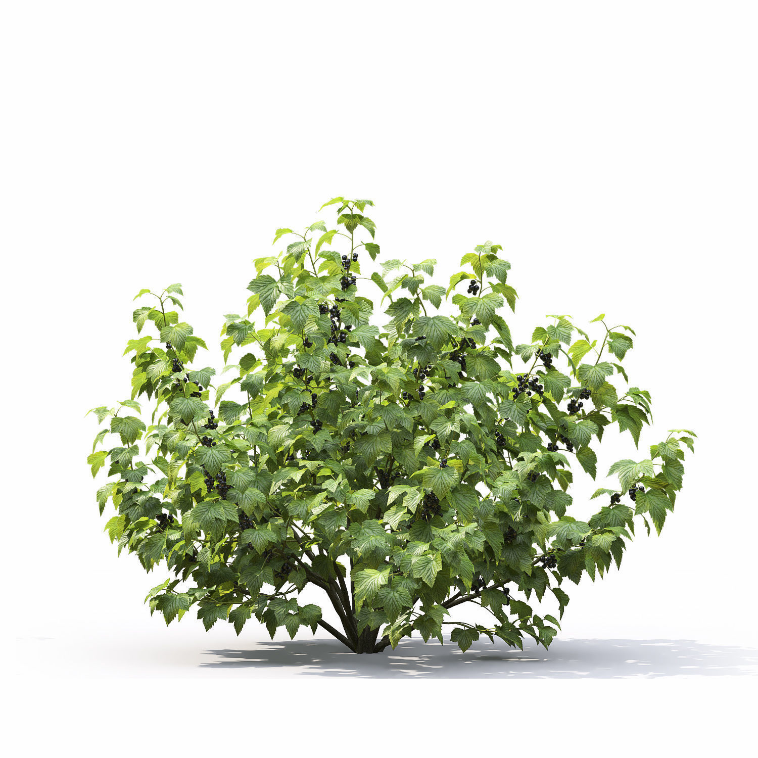 Currant bush 01 3D model_9