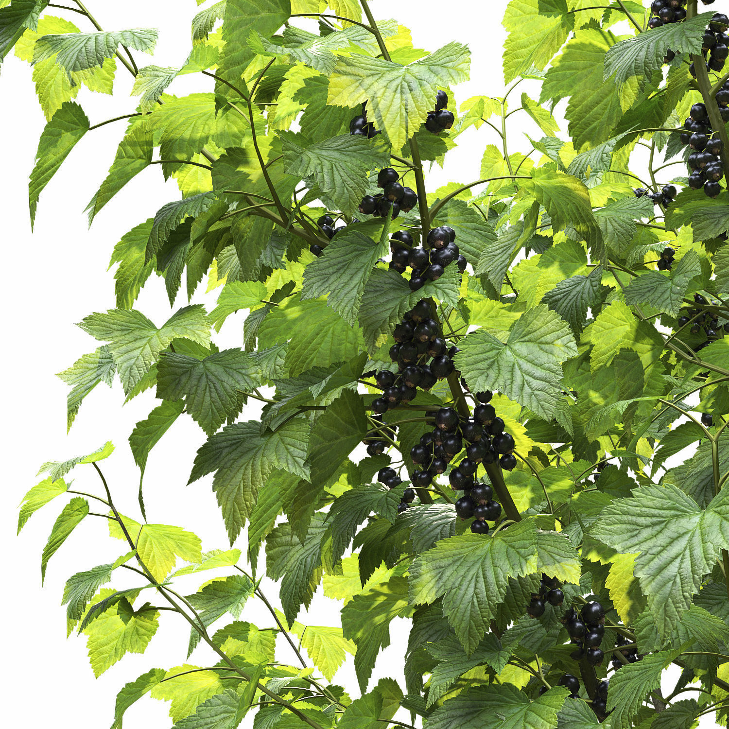 Currant bush 01 3D model_10
