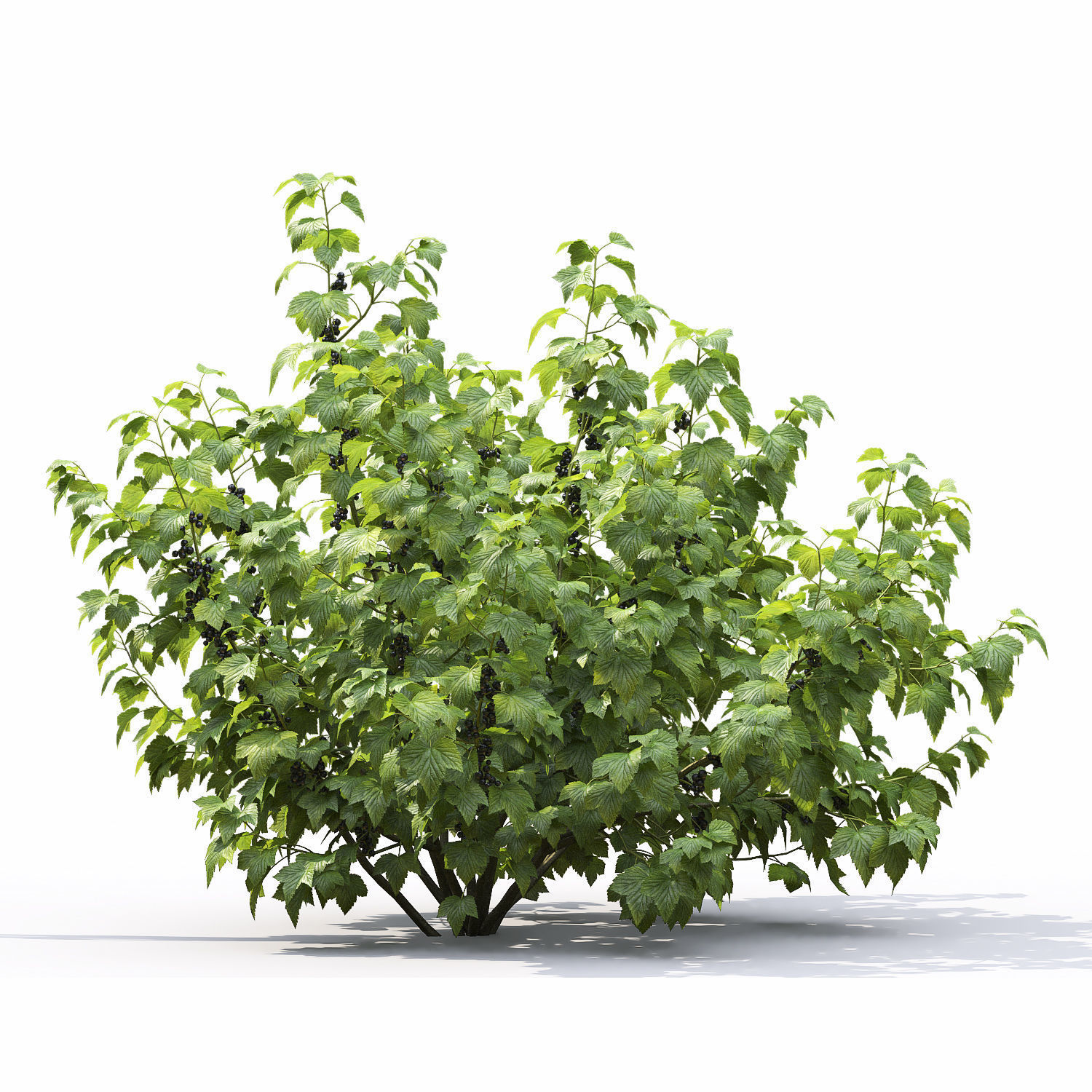 Currant bush 01 3D model_6