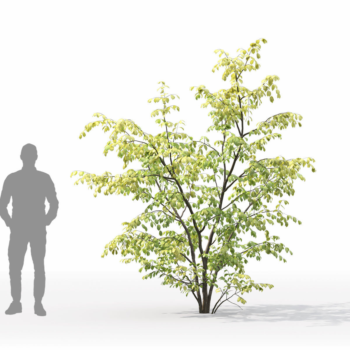 Euonymus forest 01 3D model_5