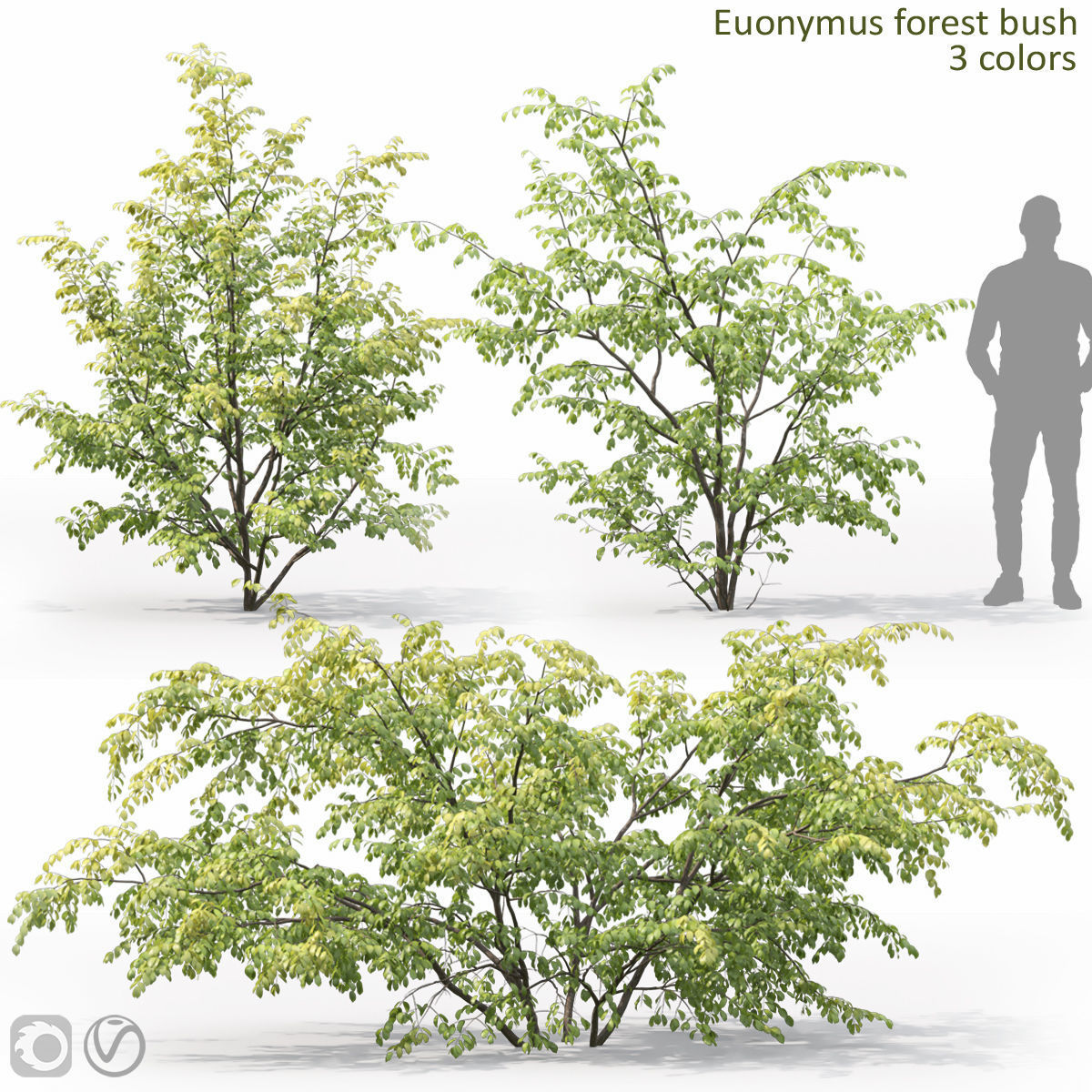 Euonymus forest 01 3D model_3