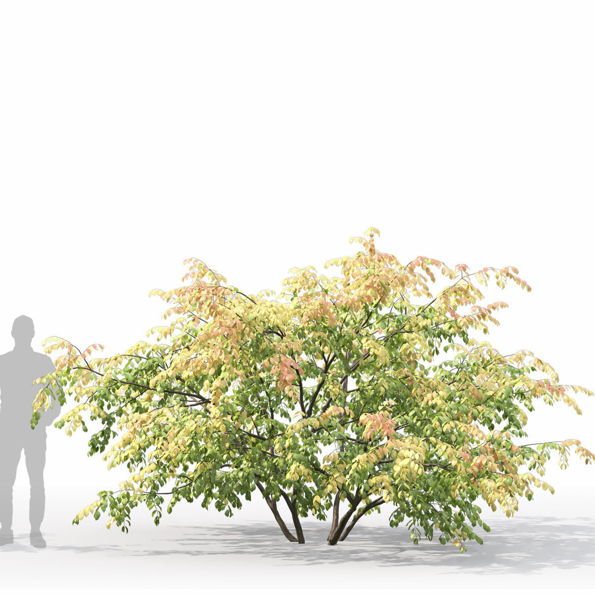 Euonymus forest 01 3D model_4