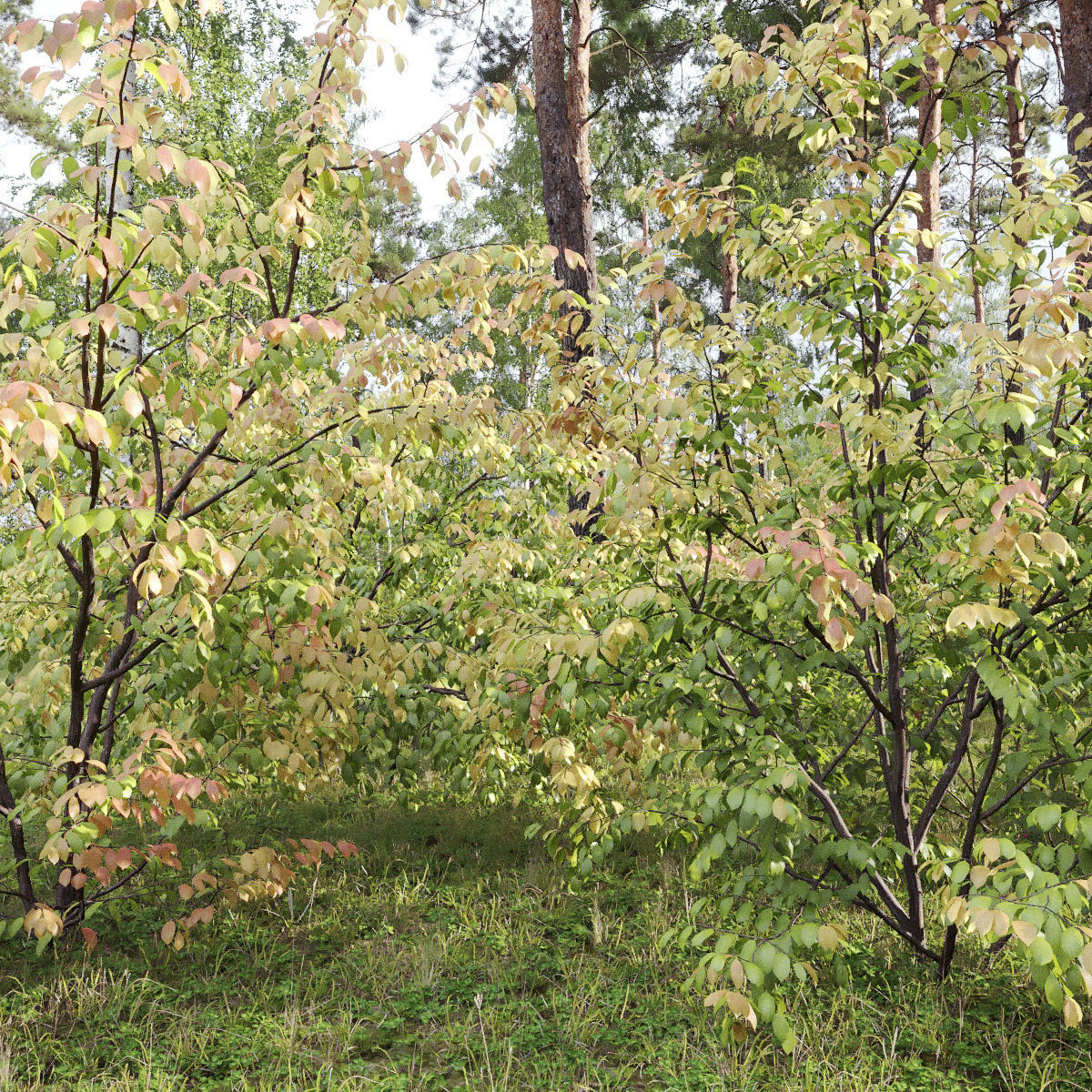 Euonymus forest 01 3D model_1