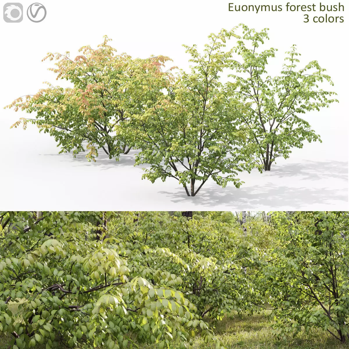 Euonymus forest 01 3D model_0