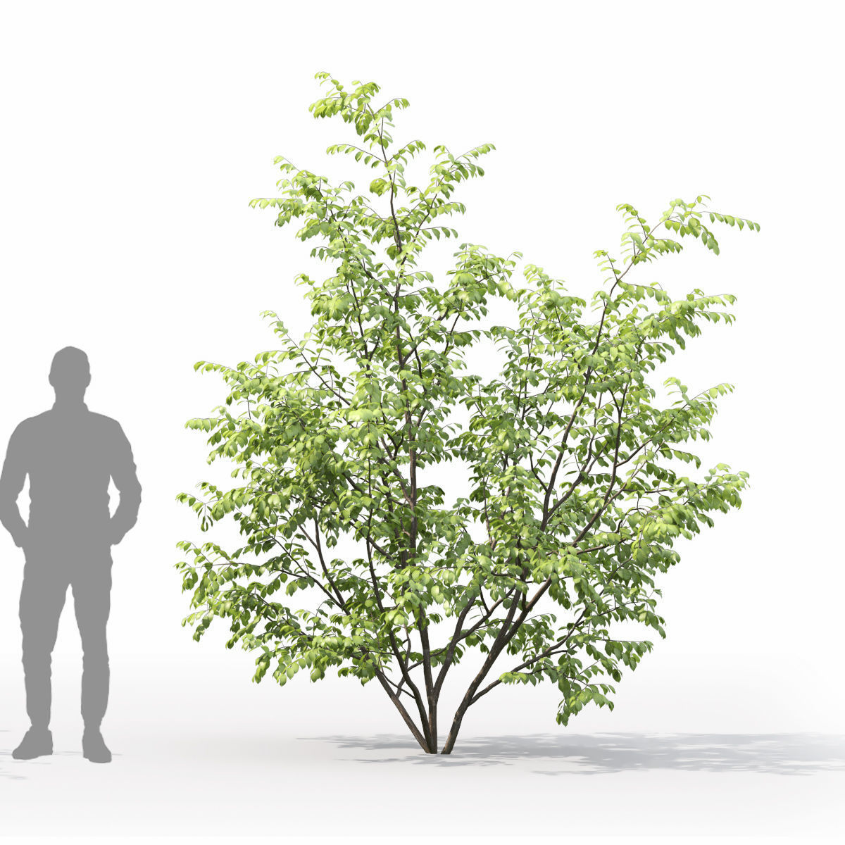 Euonymus forest 01 3D model_6