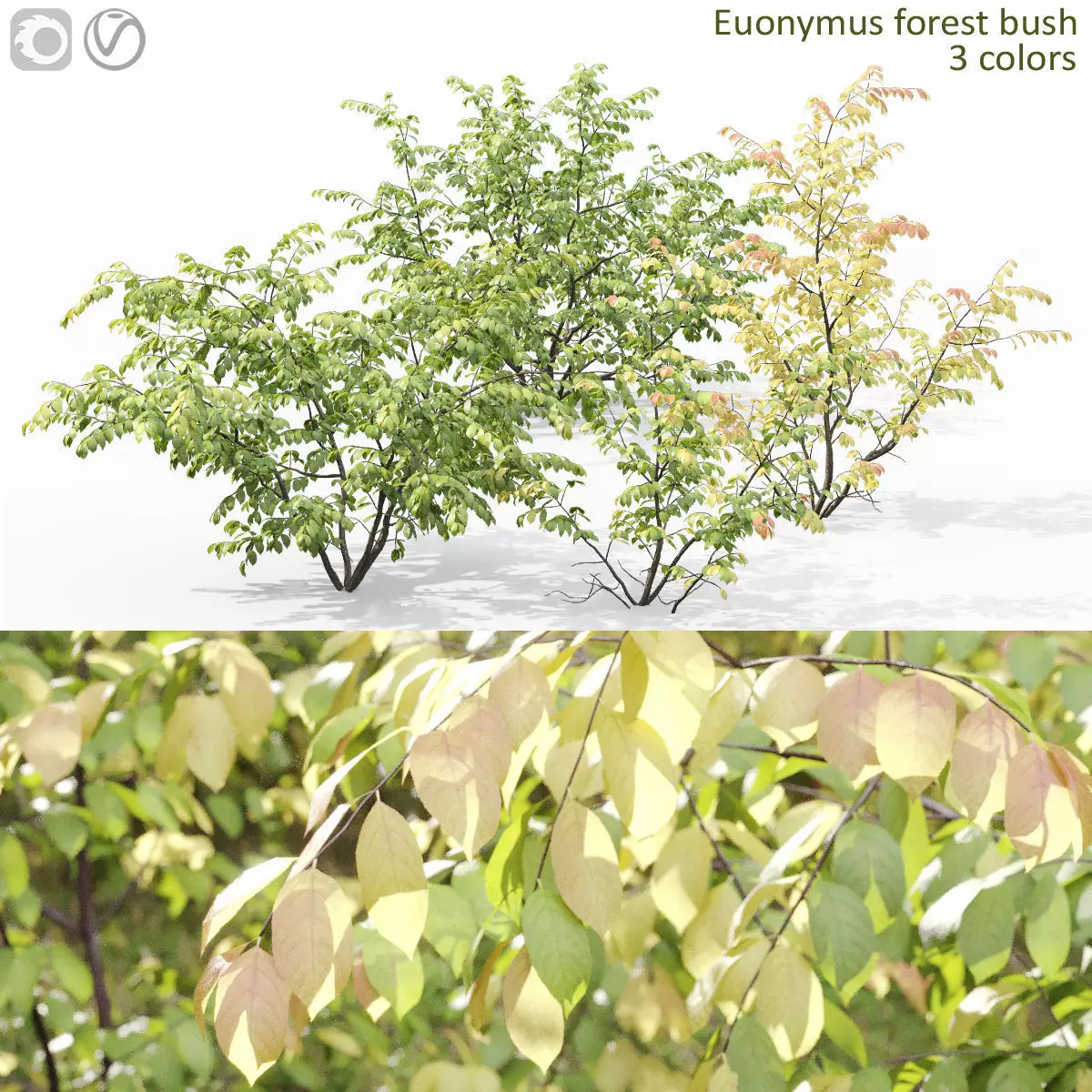 Euonymus forest 02 3D model_0