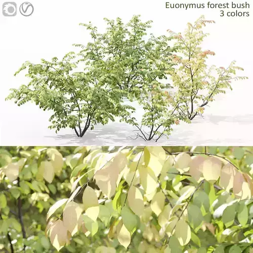 Euonymus forest 02