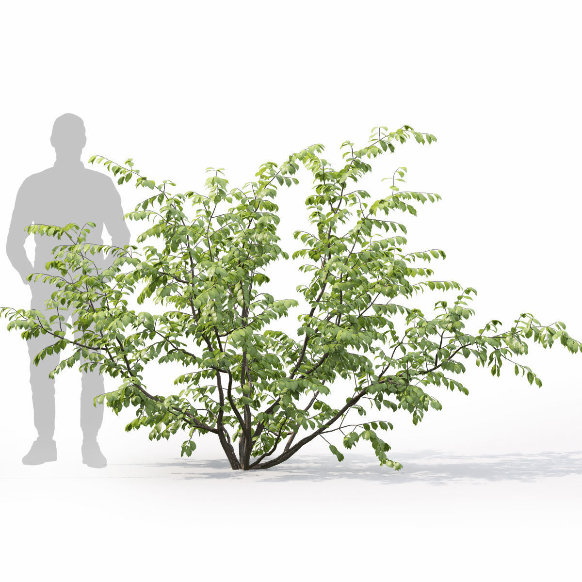 Euonymus forest 02 3D model_2