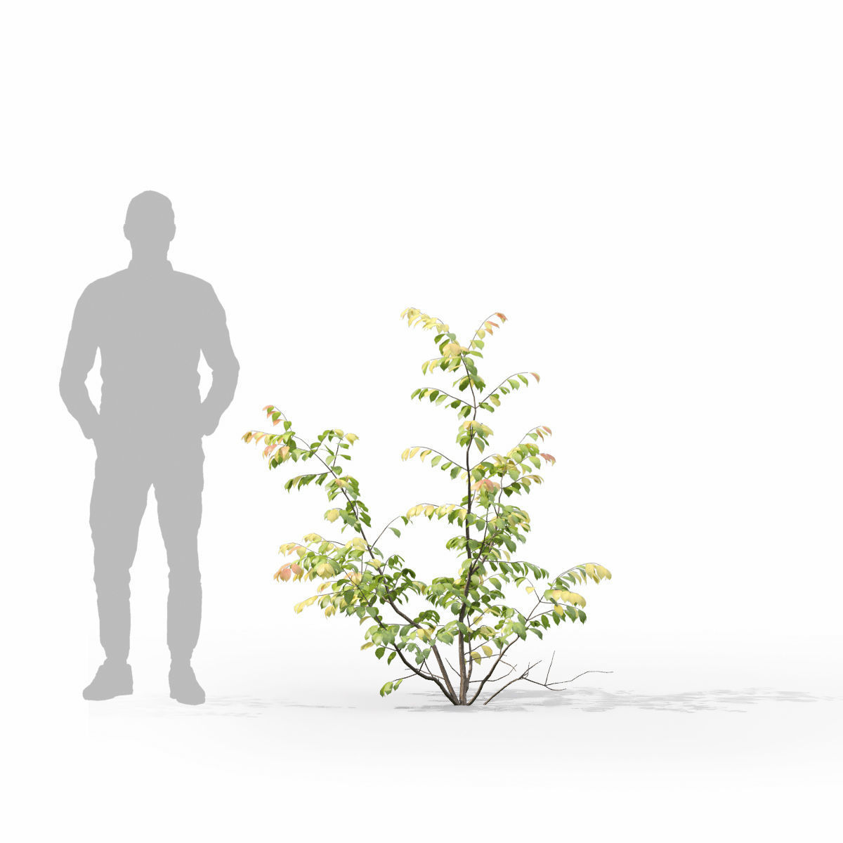 Euonymus forest 02 3D model_5