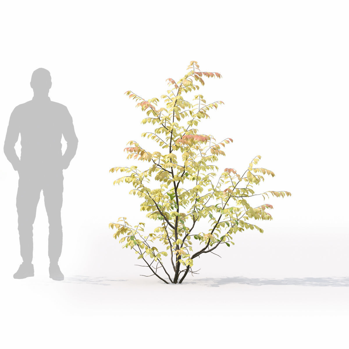 Euonymus forest 02 3D model_4