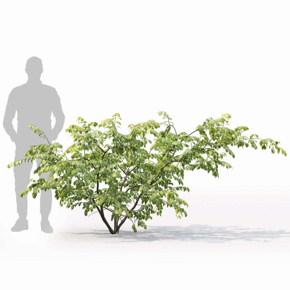 Euonymus forest 02 3D model_3