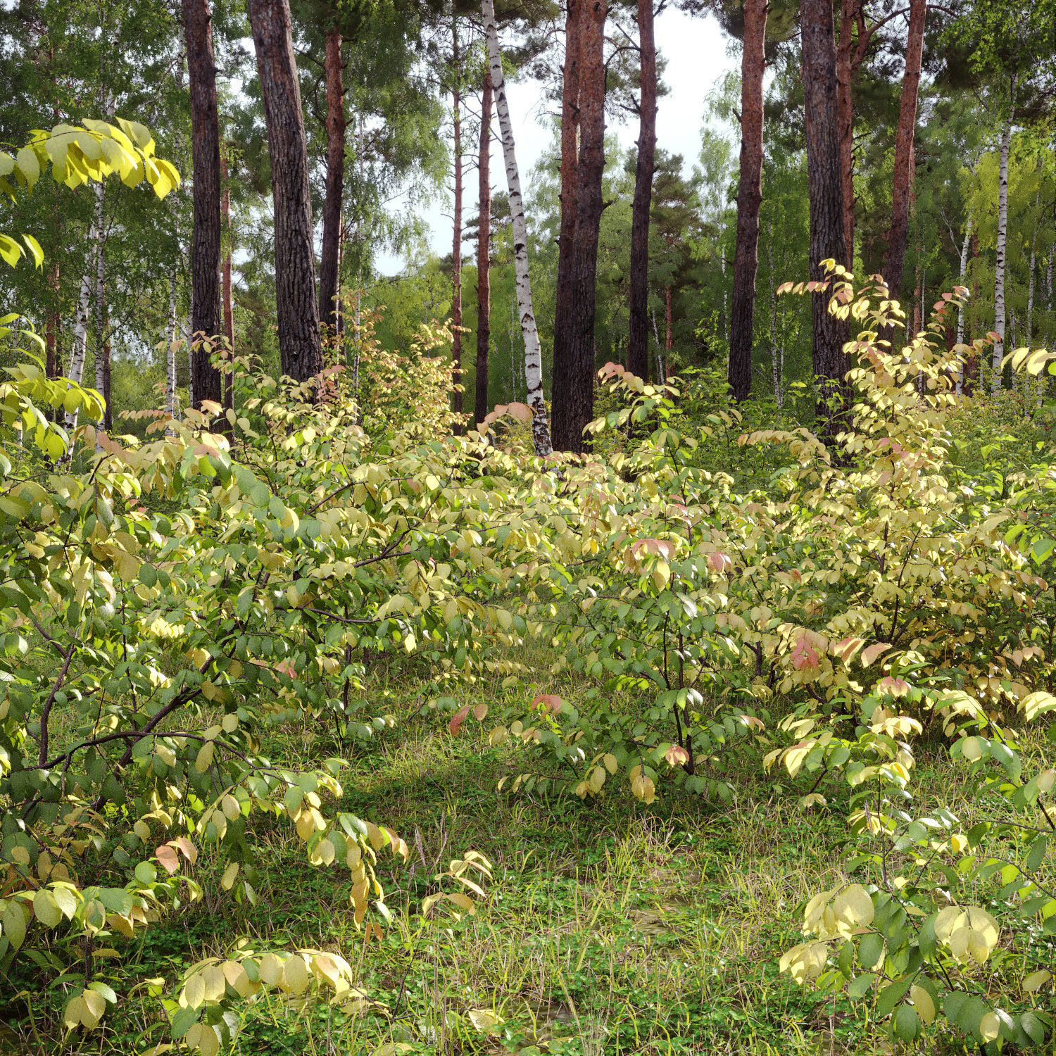 Euonymus forest 02 3D model_1