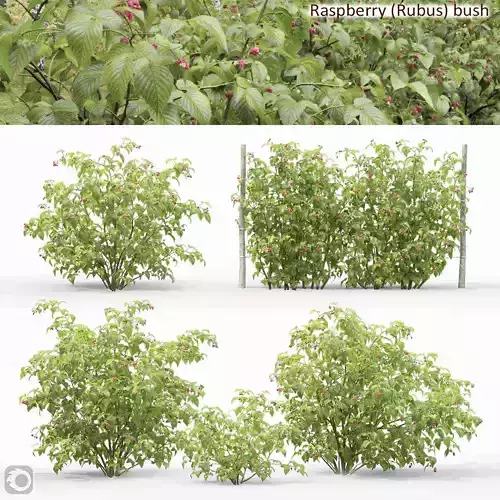 Raspberry bush 01
