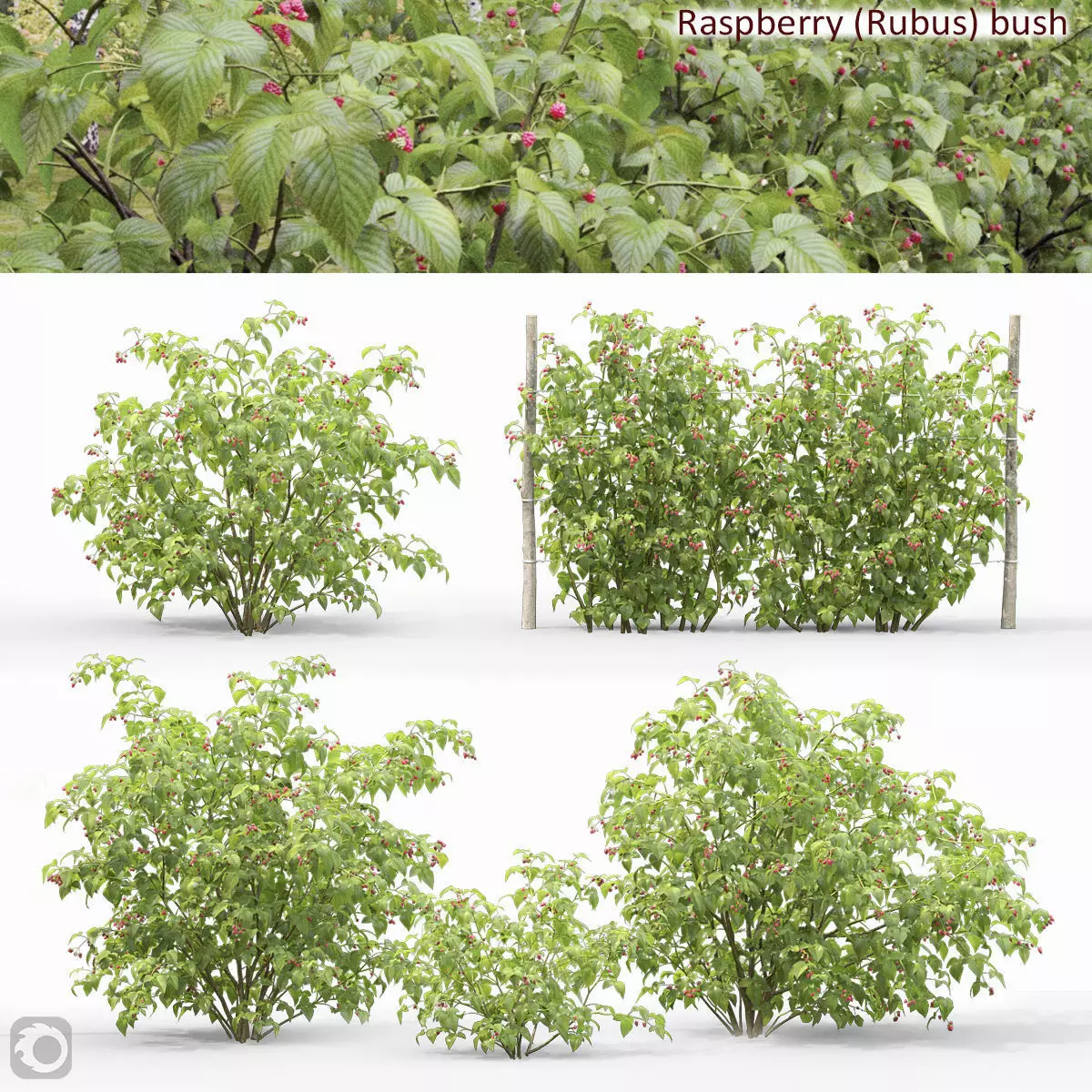 Raspberry bush 01 3D model