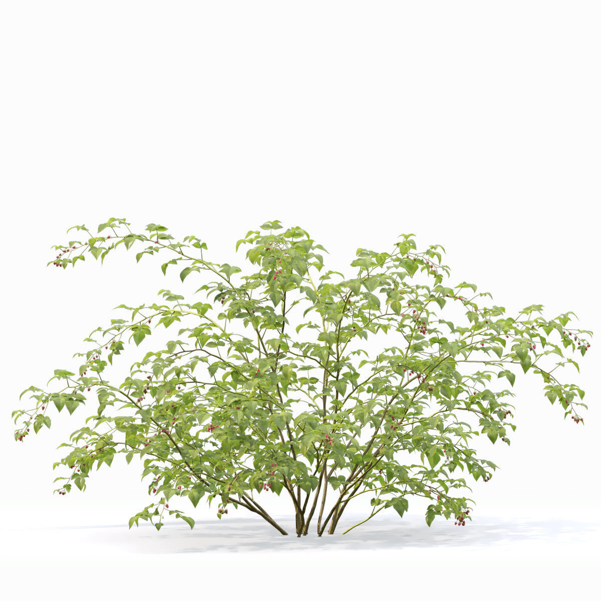 Raspberry bush forest 02 3D model_2