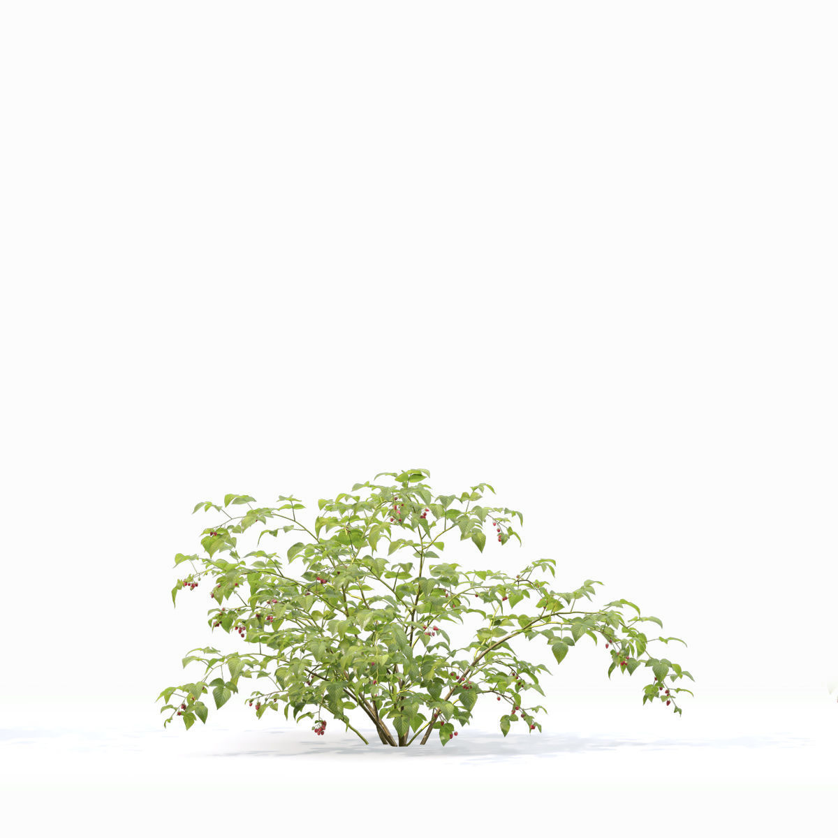 Raspberry bush forest 02 3D model_5
