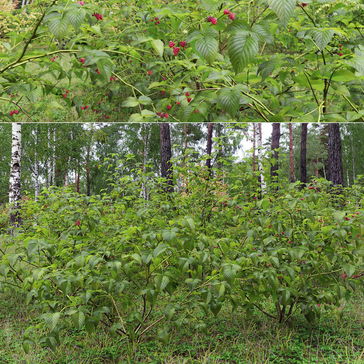Raspberry bush forest 02 3D model_1