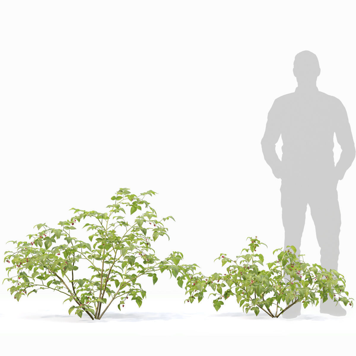 Raspberry bush forest 02 3D model_4