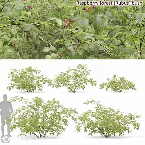 Raspberry bush forest 02