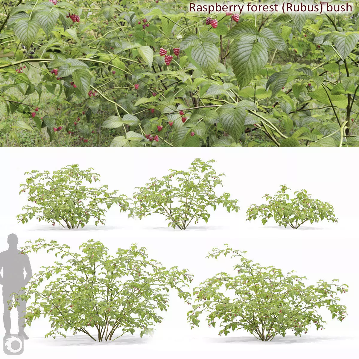 Raspberry bush forest 02 3D model_0