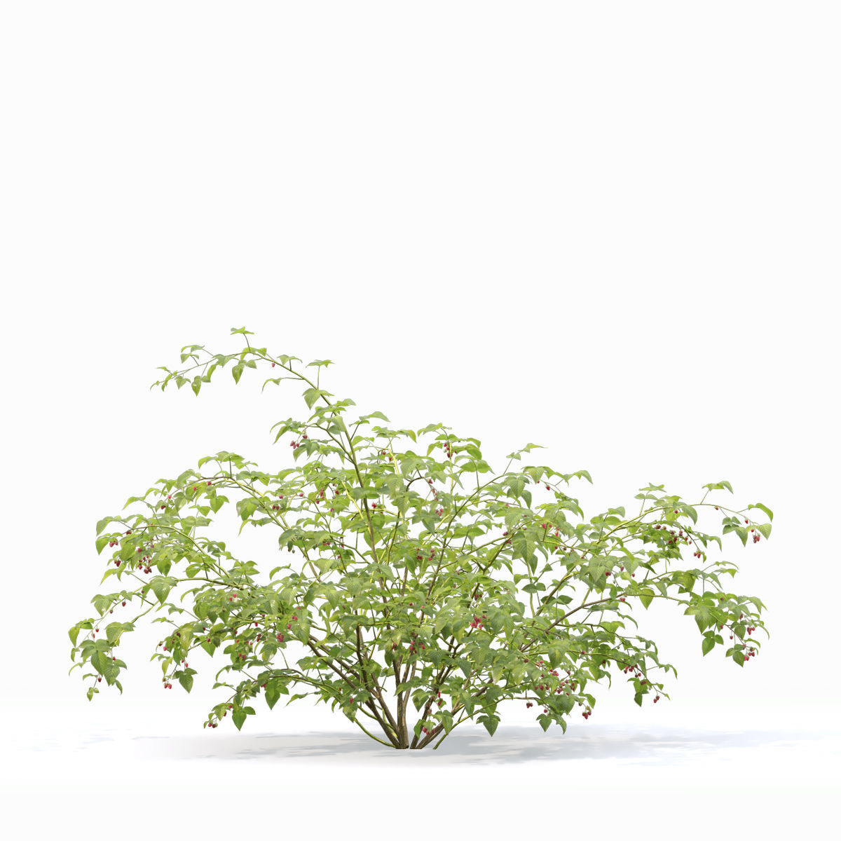 Raspberry bush forest 02 3D model_3