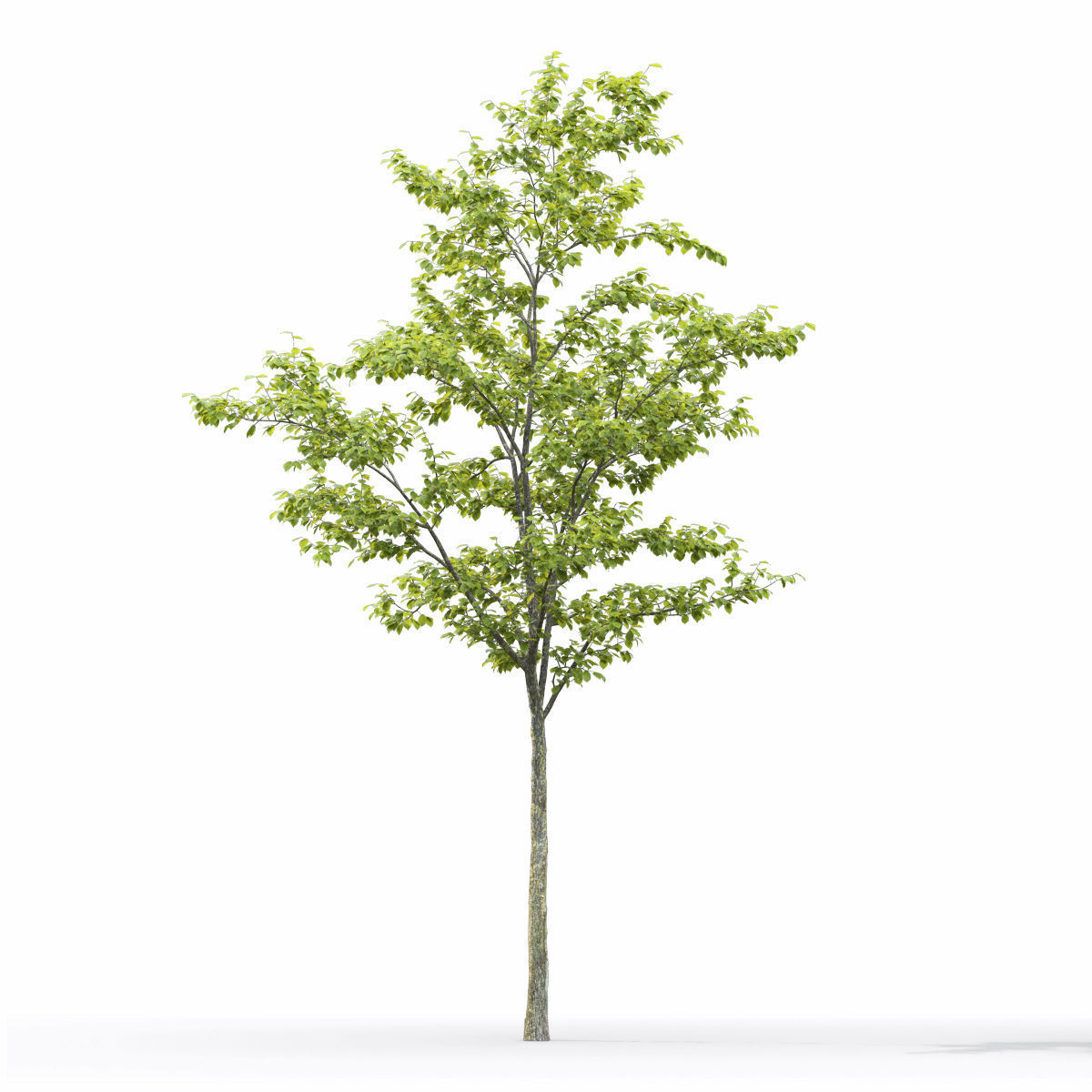 Ulmus laevis 01 3D model_5