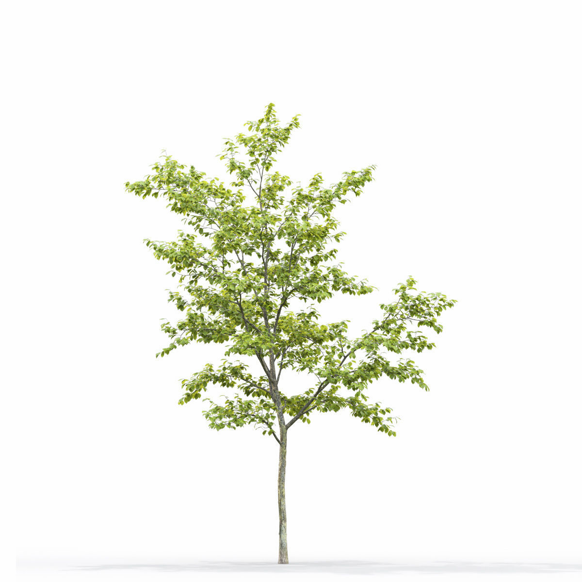 Ulmus laevis 01 3D model_4