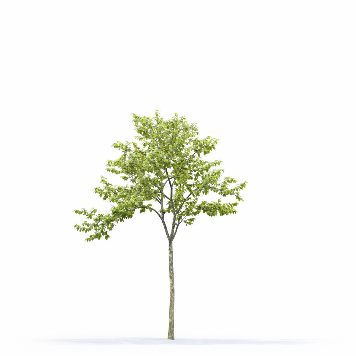 Ulmus laevis 01 3D model_7