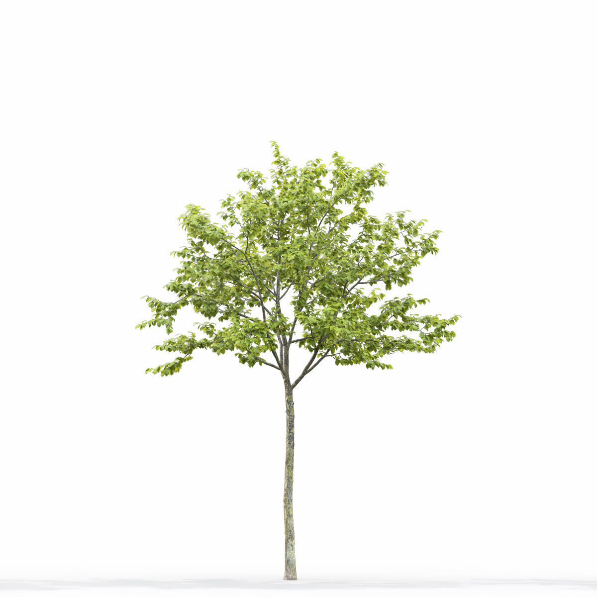 Ulmus laevis 01 3D model_6