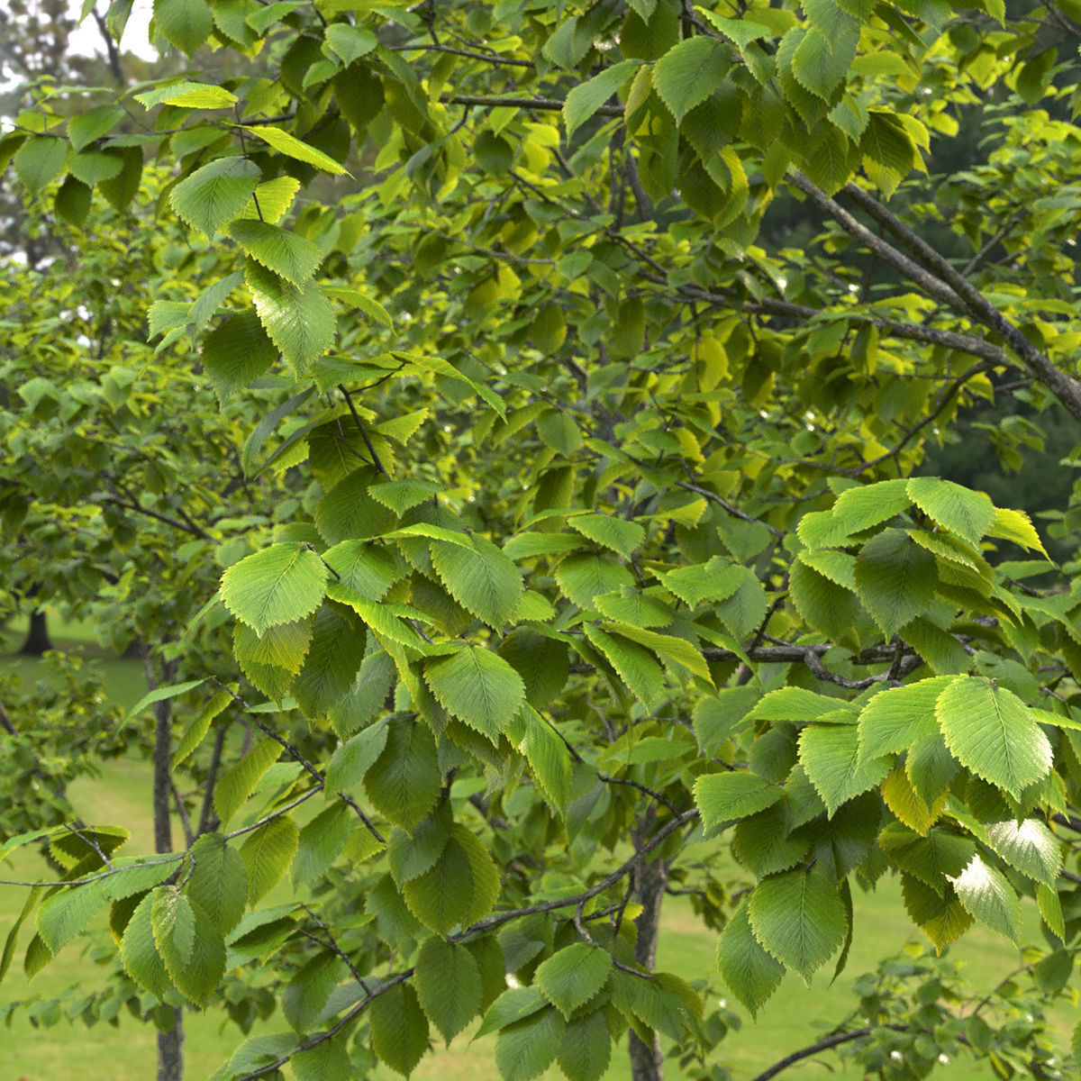 Ulmus laevis 01 3D model_1
