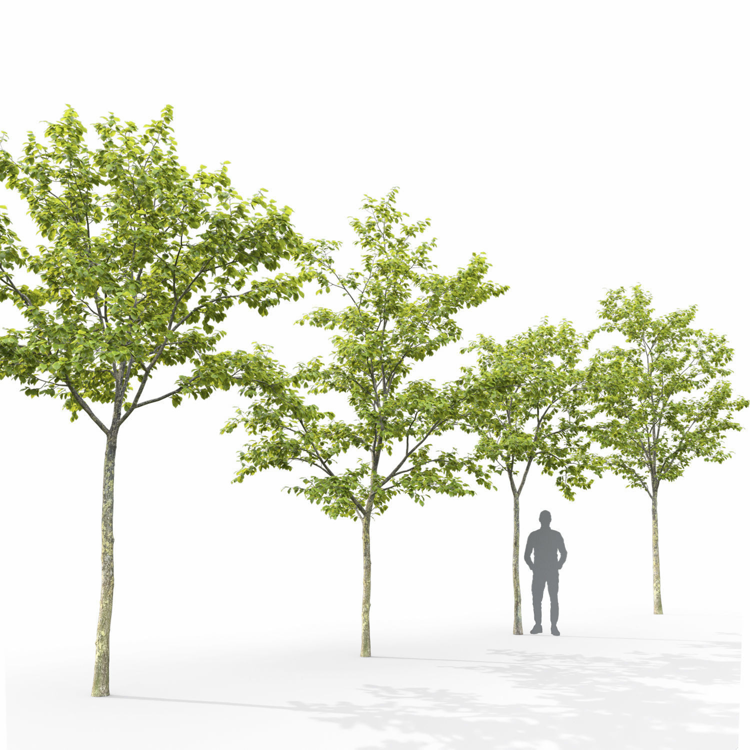 Ulmus laevis 01 3D model_2